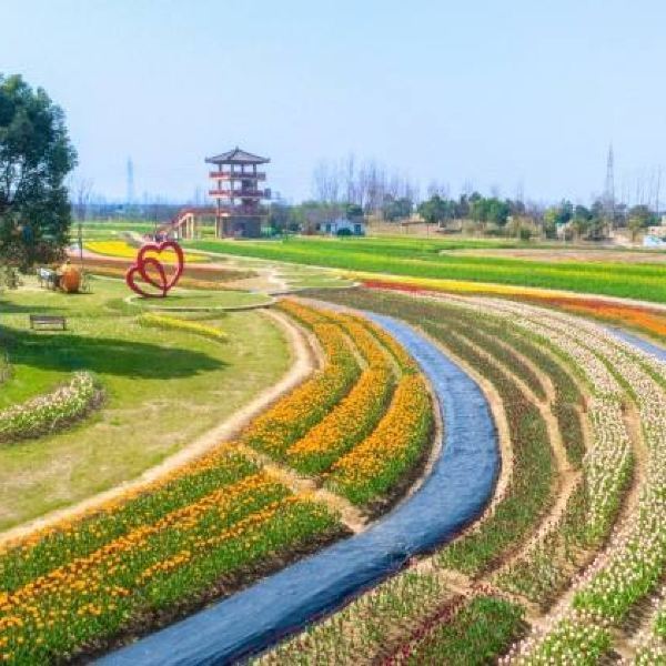 杭州灣海上花田景區