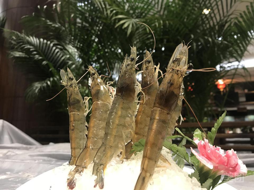 鲜活深水虾图片