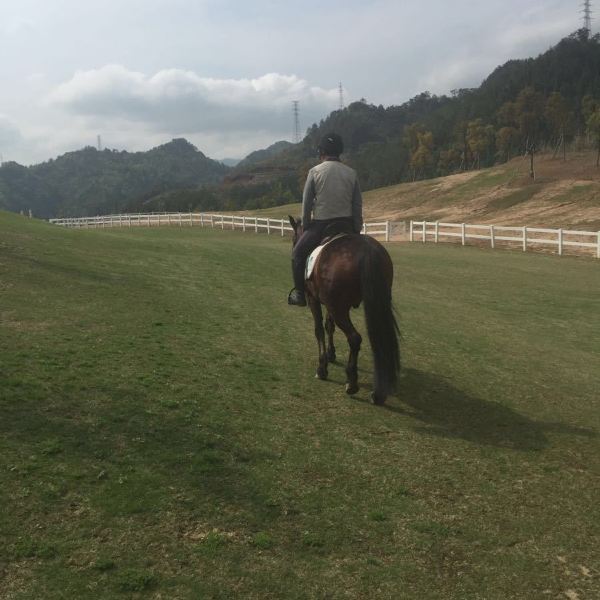 进贤湾马术公园