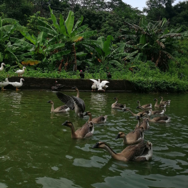 大岭山森林公园电话