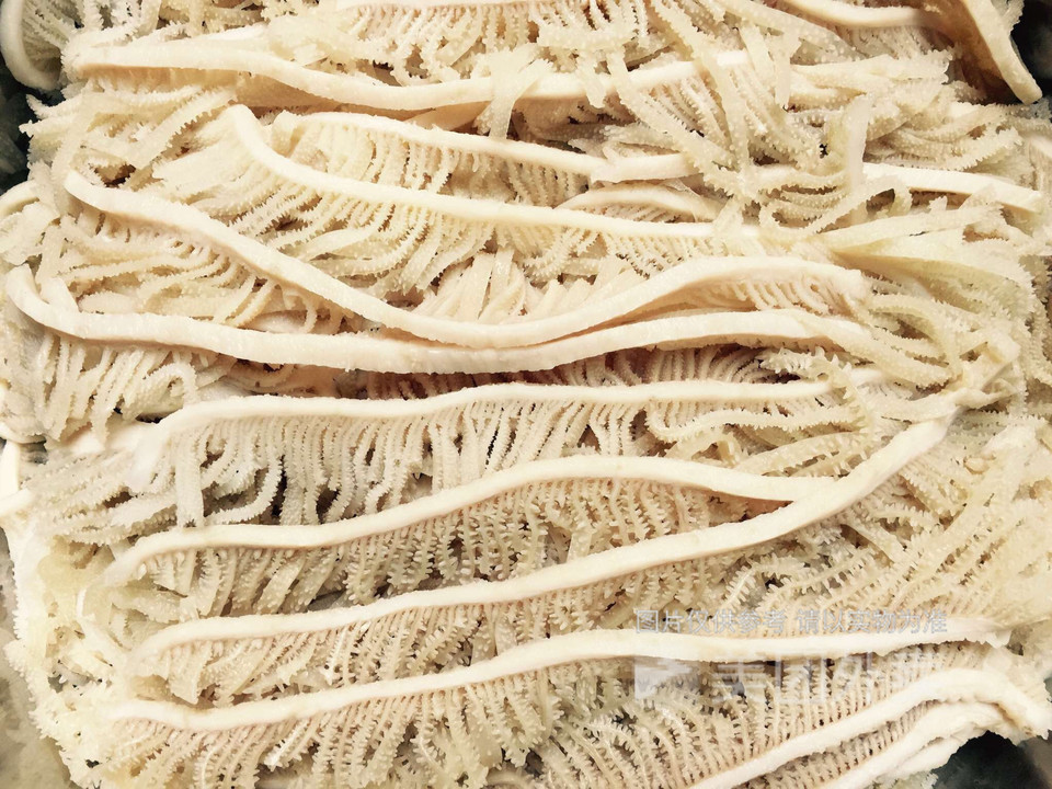 非碱发白千层肚图片