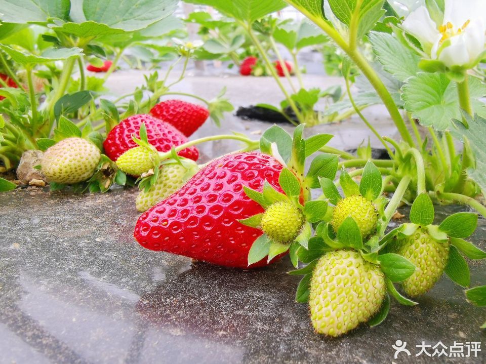 大圩草莓岛休闲农庄图片