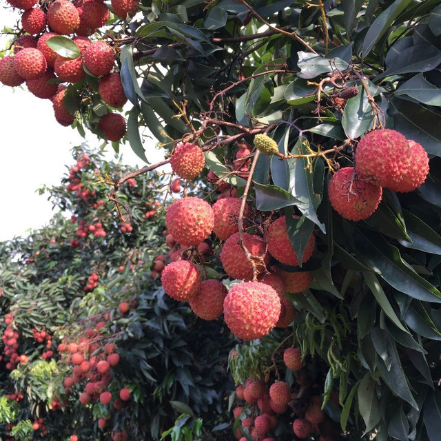 金丰荔枝园图片