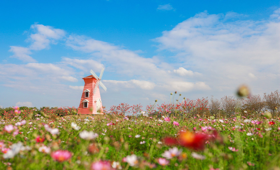 惠州紫溪半岛花海世界图片