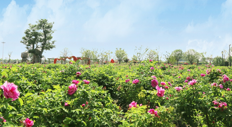 七彩花田地址(位置,怎么去,怎么走,在哪,在哪里,在哪儿):盐城市大丰区