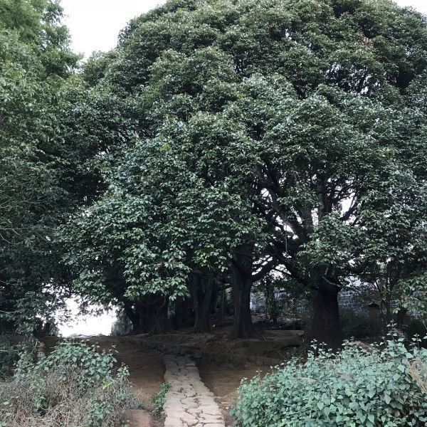 腾冲和顺景区千手观音古树群