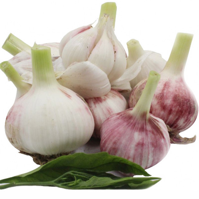 新大蒜头图片