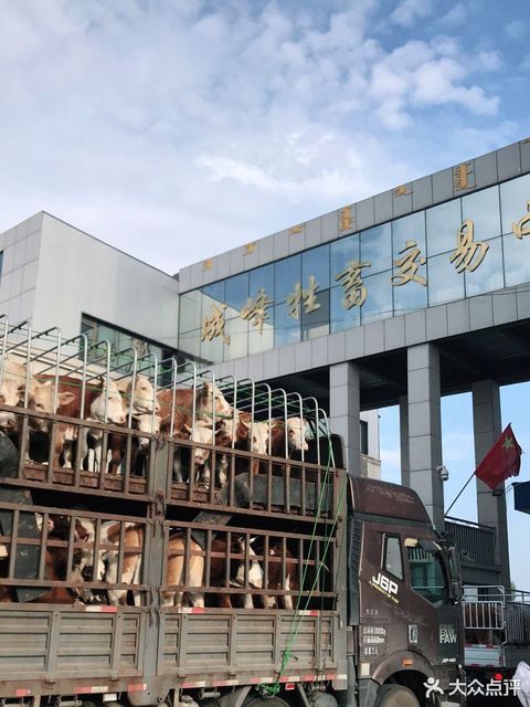 成峰牲畜交易中心图片
