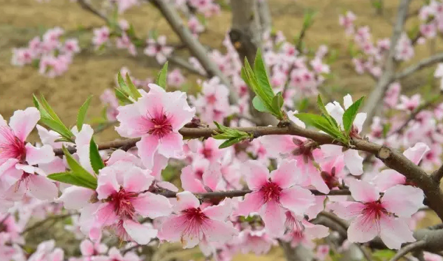 庙坝桃花源图片