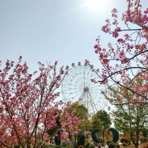 盛世闻樱旅游景区