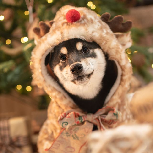 乐佩宠物摄影工作室图片