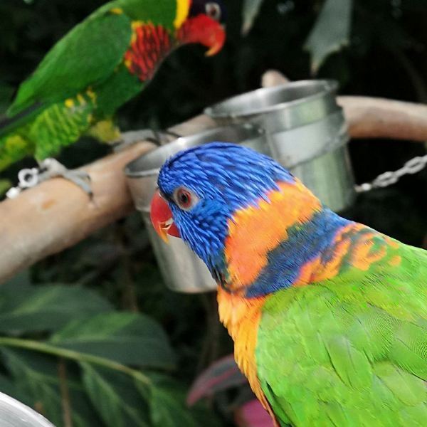 可以饲养的最大鹦鹉是什么品种 t01de4982d3996cd556.jpg