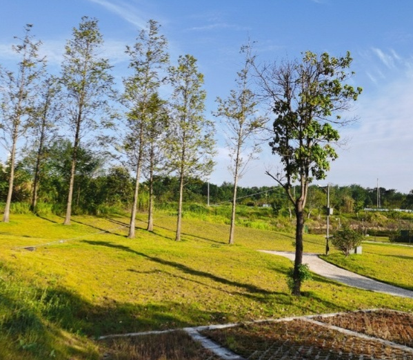 长寿湖露营基地 桃花图片