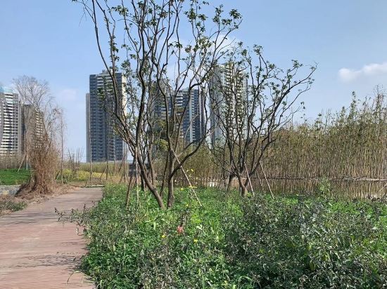 怎么去,怎么走,在哪,在哪里,在哪儿):成都市双流区统力大道蓝光长岛