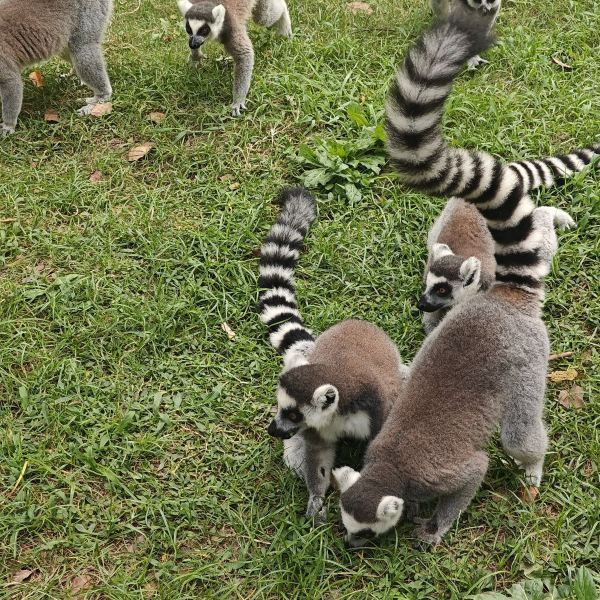 �Ϻ�Ұ������԰��Ʊ,�Ϻ�Ұ������԰���湥�� 360��ͼ