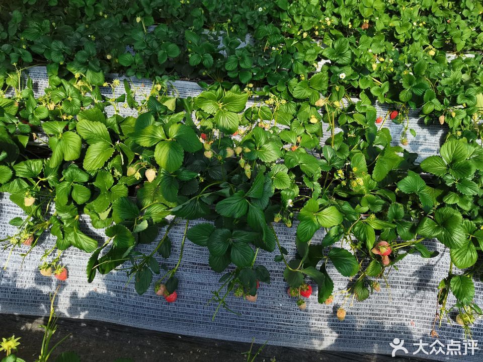 在哪里,在哪儿):北京市昌平区兴寿镇昌金路蜂鸟创新园西南角电话:西营