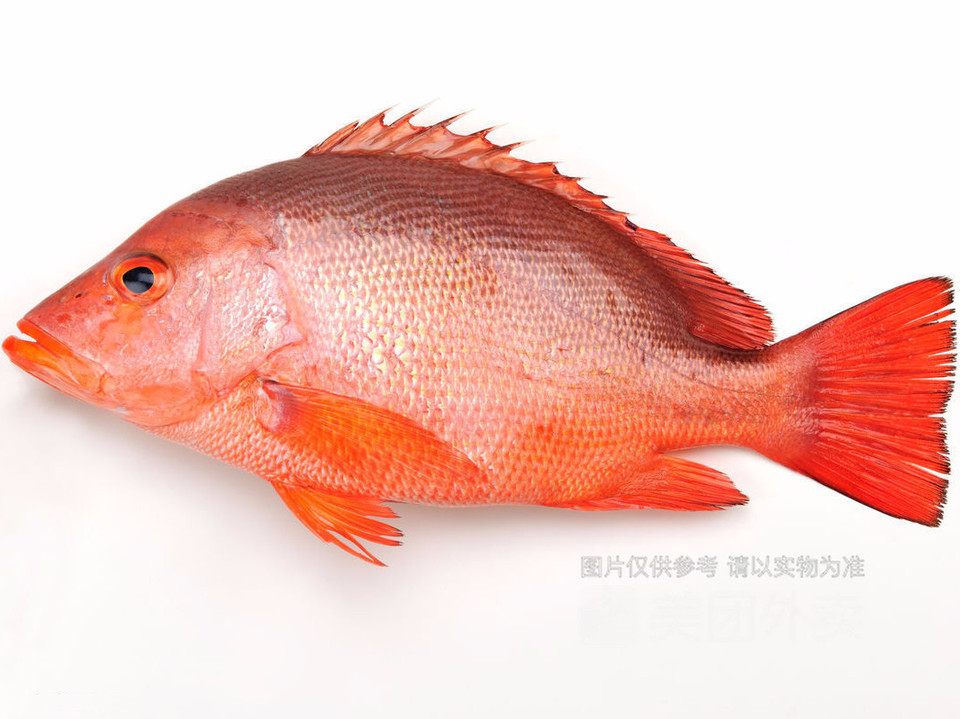 红眉鱼图片