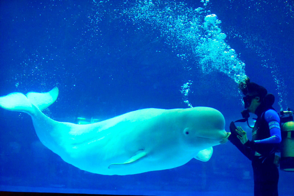 正佳极地海洋世界白鲸之恋