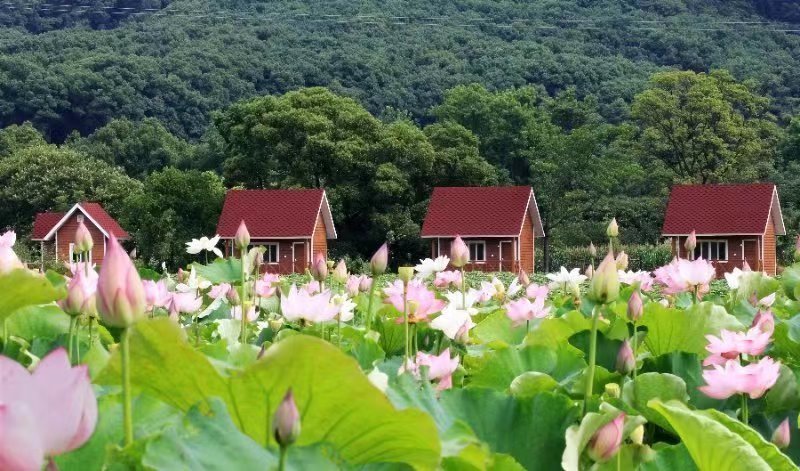 德安博阳河生态休闲风景区图片