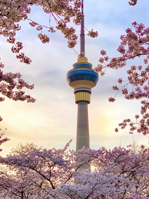 北京樱花公园