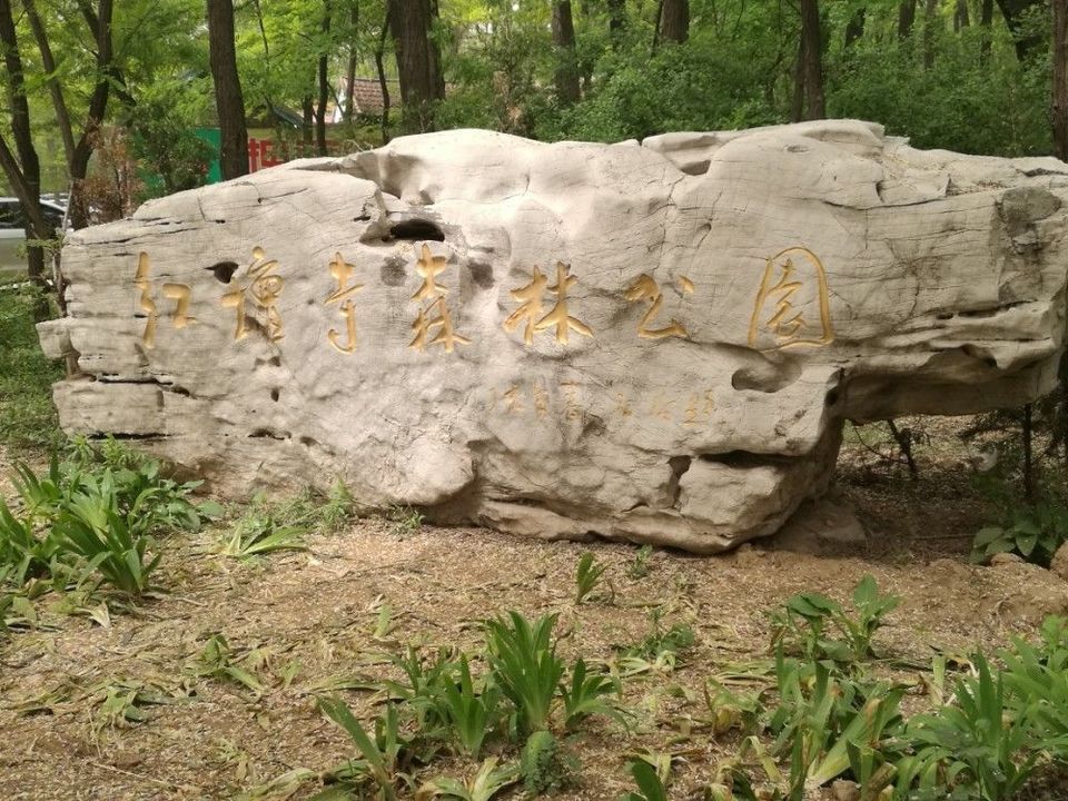 临邑红坛寺森林公园图片