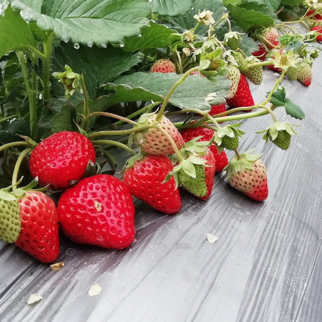 新建田园草莓采摘园图片