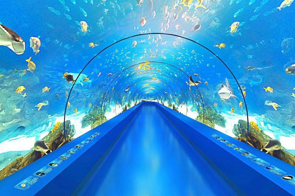 江西瑞金九丰极地海洋世界图片