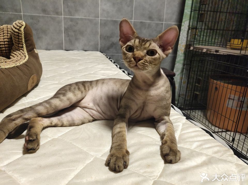 pandoras boxz 斯芬克斯无毛猫德文卷毛猫舍图片