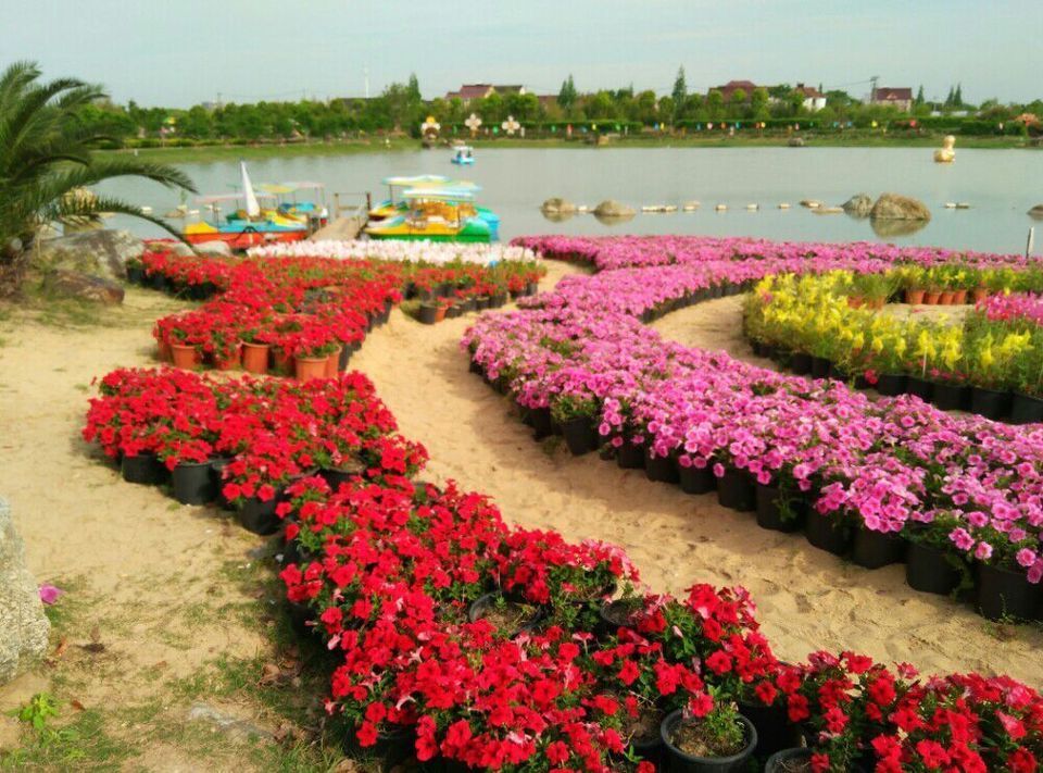 浦江玫瑰园图片