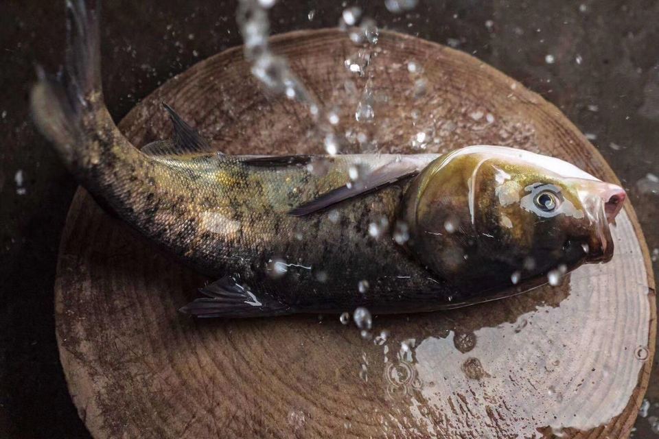 现杀活鱼图片