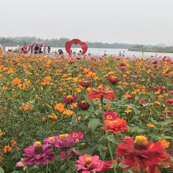 惠州紫溪半岛花海世界