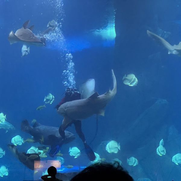 海洋大世界攻略 t11e11c8c954e45c2f5bfe7393f.jpg