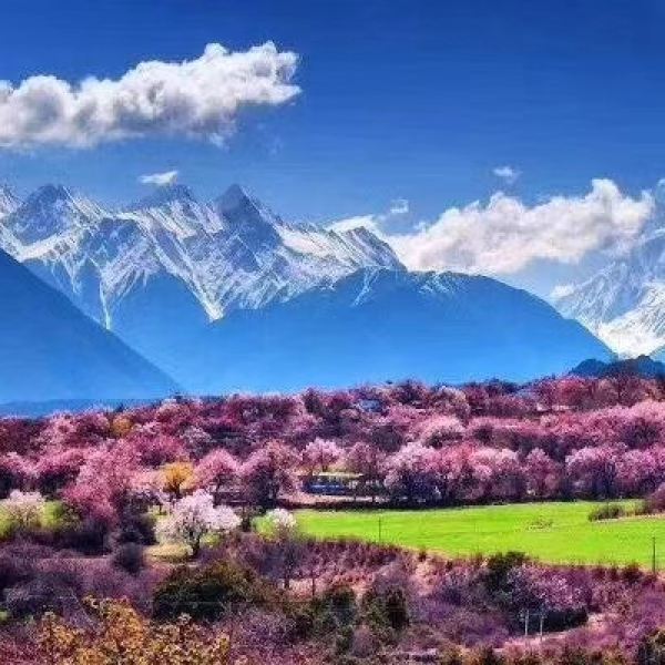 鲁朗花海牧场景区
