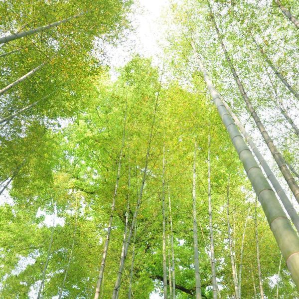 【云栖竹径】云栖竹径门票游玩攻略_360地图(图2)