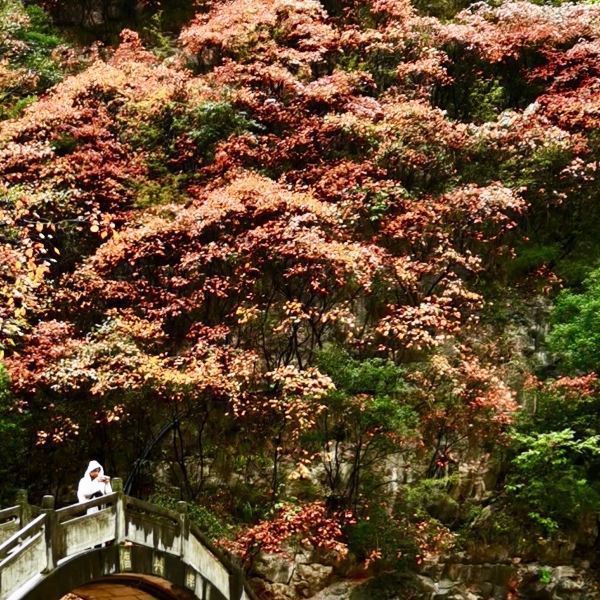 成县<<西峡颂>>风景区图片